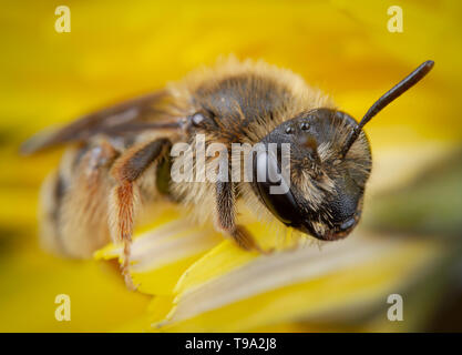 Peu de honeybee posant dans une fleur jaune se reposant Banque D'Images