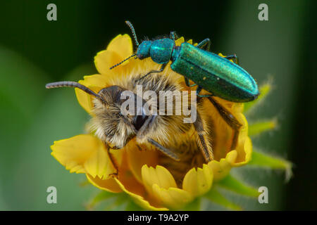 Peu oedemera nobilis marche sur fleur avec elle dans d'abeilles Banque D'Images