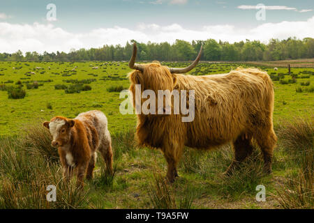 Vache et son veau Highland à Falkirk. Banque D'Images