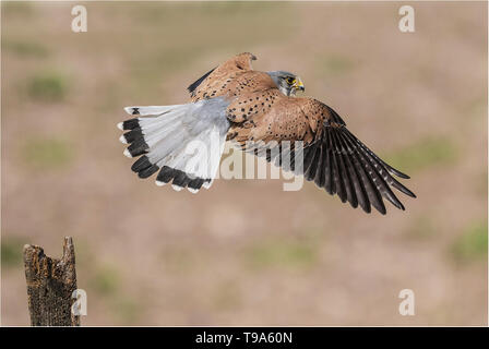 Kestrel femelle Banque D'Images