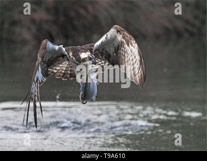 Kestrel femelle Banque D'Images