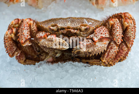 Le restaurant de crabe frais, en gardant la fraîcheur de la fenêtre sur la glace Banque D'Images