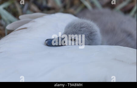 Un cygne muet cygnet se blottissant jusqu'à la Maman. Banque D'Images