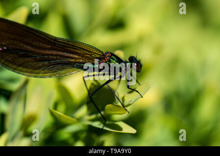Un beau mâle immature demoiselle demoiselle (Calopteryx virgo) Banque D'Images