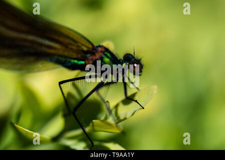 Un beau mâle immature demoiselle demoiselle (Calopteryx virgo) Banque D'Images