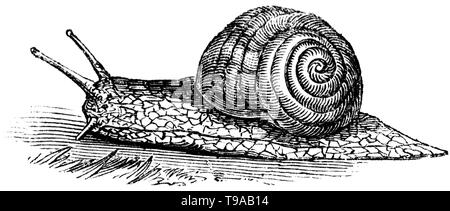 Couper du bois gravé, illustration tirée de "Le Trésor de l'Histoire Naturelle" par Samuel Maunder, publié 1848 Banque D'Images