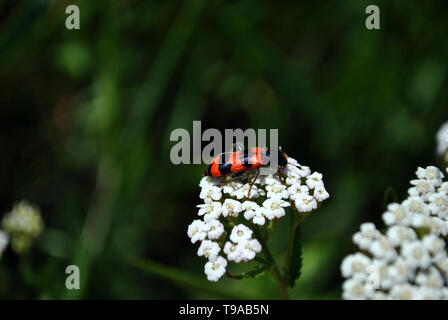 L'Achillea millefolium blanc ou plante commune blooming flower avec rayures rouge hycleus bug sur elle, Green grass background bokeh flou Banque D'Images