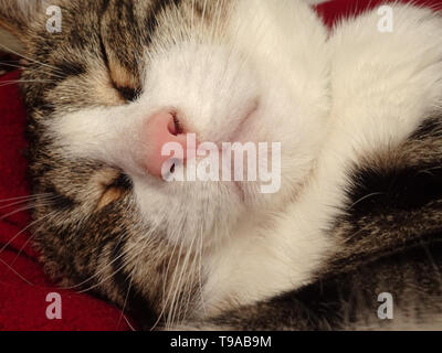 Chat tigré gris et blanc à dormir. Banque D'Images