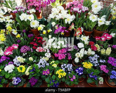 Collage de fleurs de printemps. Banque D'Images
