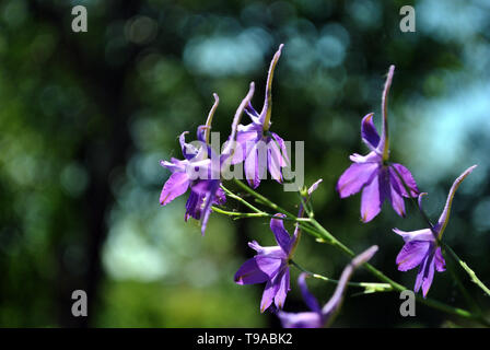 Consolida regalis (Forking Larkspur, Rocket-champ, larkspur delphinium) fleurs bleues, des arrière-plan flou Banque D'Images