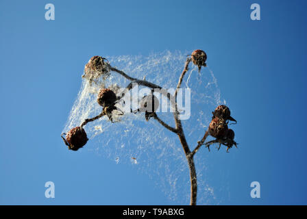 White Spider web sur la branche de Wild Rose l'année dernière sur les baies du fond de ciel bleu Banque D'Images