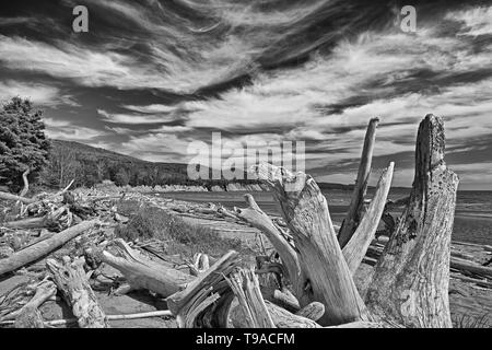 Driftwood le long de la plage de Penouille (Océan Atlantique) du parc national Forillon, Québec Canada Banque D'Images