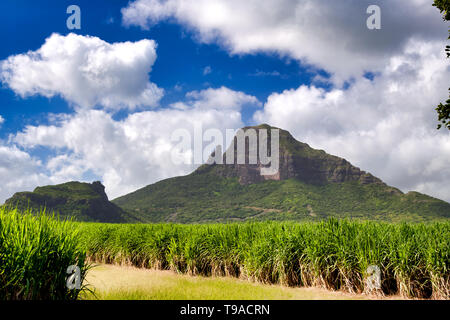 Montagnes et canne à sucre de l'île Maurice. Banque D'Images