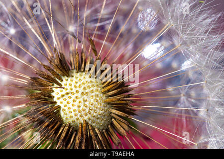 Pissenlit fleur seed close up detail avec fond rose Banque D'Images