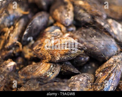 Macro de moules fraîches à un marché d'alimentation Banque D'Images