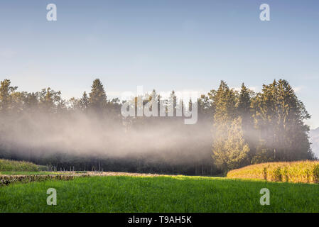 Beau paysage avec pré vert, bord de champ de maïs, la forêt au loin et un nuage de brume mystique sur elle. Banque D'Images