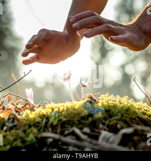 Image main d'hommes de conceptuel faisant un geste de protection sur un petit fleurs de printemps dans les bois d'un rétro-éclairage par un beau soleil du soir. Banque D'Images