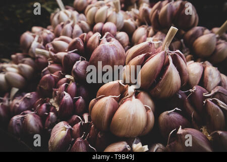 De grosses bulbes ail violet en vente au marché dans la ville de Mexico Banque D'Images