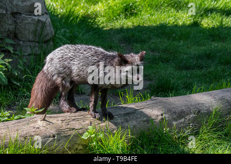 Silver Fox (Vulpes vulpes), melanistic sous forme de la red fox Banque D'Images