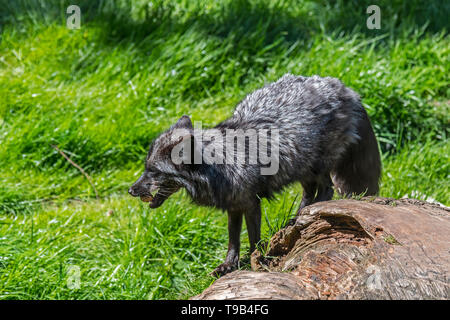 Silver Fox (Vulpes vulpes), melanistic sous forme de la red fox, l'écrou de l'alimentation Banque D'Images