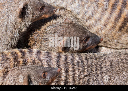 Snuggling mangoustes bagués (Mungos mungo) / sommeil reposant entassés dans la mangouste bagués colonie, originaire d'Afrique Banque D'Images