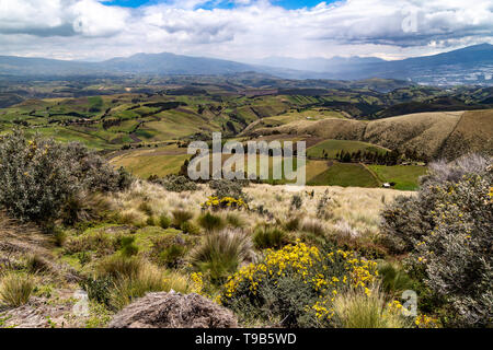 Diverses cultures telles que la pomme de terre, la luzerne, l'orge et le navet sur les pentes des Andes, dans la région de Cayambe, Equateur Banque D'Images