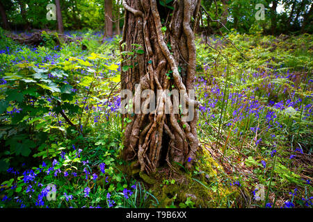 Arbre couvert de lierre et de faisceaux de jacinthes Devon, UK. Banque D'Images