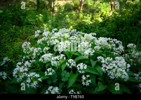 L'ail sauvage poussant dans le Devon UK. Banque D'Images