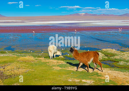 Deux d'alpaga et un groupe de flamants des Andes par la Laguna Colorada ou Lagune Rouge, région d'Uyuni, Bolivie, Amérique du Sud. Banque D'Images