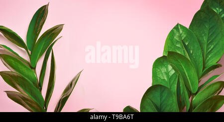Tropical Vert feuilles sur un fond rose, vue du dessus. Banque D'Images