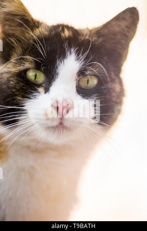 Closeup portrait of cat face avec les yeux verts. Banque D'Images