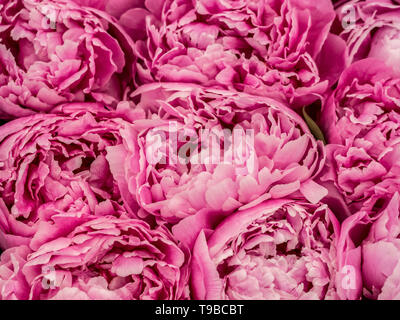 Les Pivoines (Paeonia) Banque D'Images