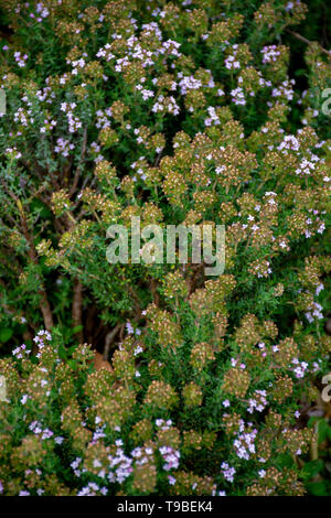 De fleurs aromatiques sauvages thym cuisine provençale en montagnes, ingrédient d'Herbes de Provence, nature background Banque D'Images