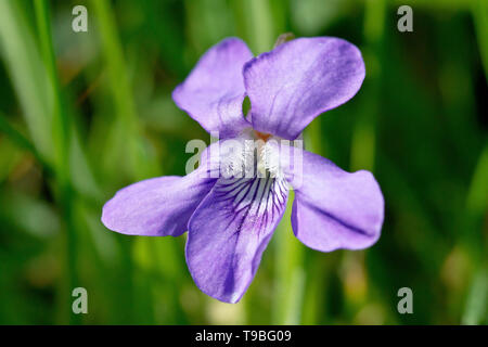 Chien commun-violette (Viola riviniana), gros plan d'une fleur simple à faible profondeur de champ. Banque D'Images