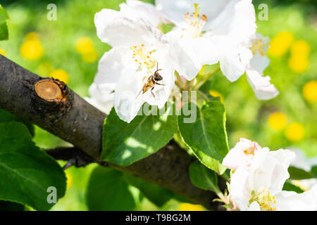 Bee pollen recueille des pommiers en fleurs gros plan sur prairie en fleurs au printemps Banque D'Images
