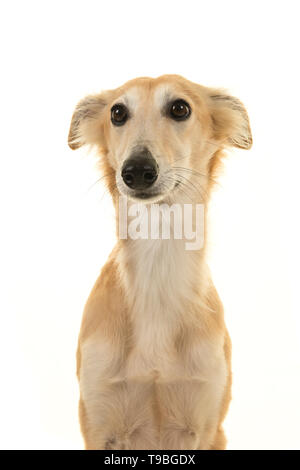 Portrait d'un chien à la route de soie windsprite sur fond blanc avec les oreilles vers le bas Banque D'Images