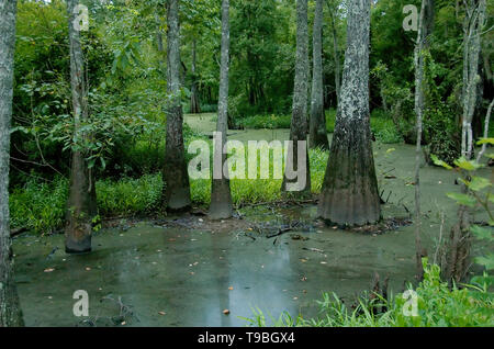 Un marais à Tickfaw State Park, situé à 7 miles (11 km) à l'ouest de Springfield, dans la région de Livingston Parish, Louisiane, Etats-Unis. Banque D'Images