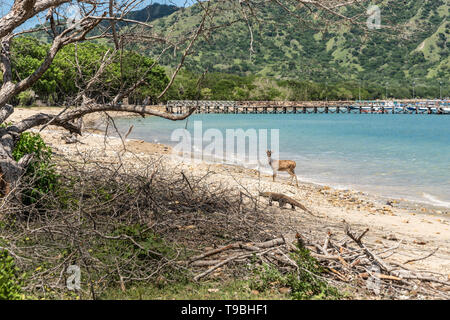 L'île de Komodo, Indonésie - 24 Février 2019 : le Parc National de Komodo. Dragon de Komodo encerclant sa proie, un cerf, sur la plage de la réserve naturelle. Banque D'Images