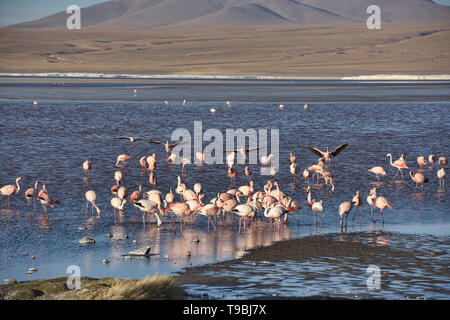 Un flamboyant de James, des Andes, du Chili et des flamants roses sur la Laguna Colorada, Salar de Uyuni, Bolivie Banque D'Images