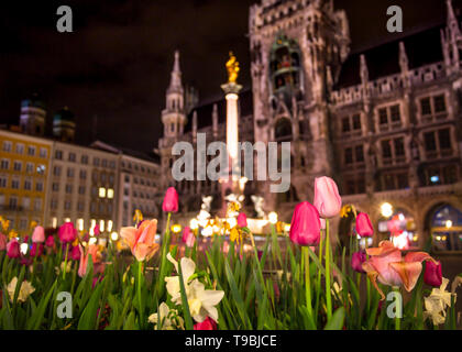 Munich Allemagne, nouvel hôtel de ville , hôtel de ville sur la Marienplatz vu dans l'arrière-plan de nuit avec des tulipes au printemps en fleurs en premier plan Banque D'Images