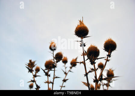 Silybum marianum (cardus marianus, chardon béni, milkthistle, Marian, chardon marie Chardon chardon écossais ou fleurs sèches) sur ciel nuageux Zone Banque D'Images