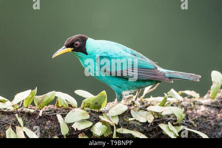 Green Honeycreeper, perché sur des hommes adultes, Direction générale de la Laguna de Lagarto, le Costa Rica le 31 mars 2019 Banque D'Images