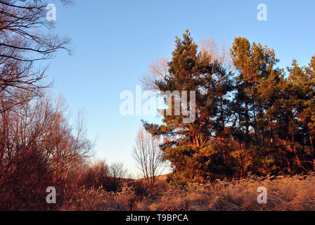 Forêt de pins et de saules sur l'autre colline, l'herbe jaune sec pourri, fond bleu du ciel, ensoleillée journée d'automne, l'Ukraine Banque D'Images