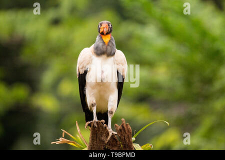 King Vulture, alimentation adultes sur le sol, Laguna de Lagarto, le Costa Rica 30 Mars 2019 Banque D'Images