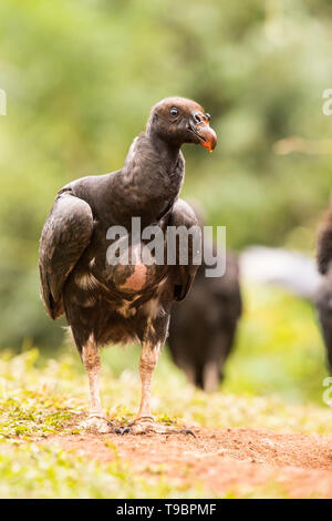 King Vulture, nourrir les oiseaux immatures sur sol, Laguna de Lagarto, le Costa Rica 30 Mars 2019 Banque D'Images