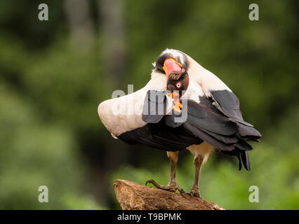 King Vulture, alimentation adultes sur le sol, Laguna de Lagarto, le Costa Rica 30 Mars 2019 Banque D'Images