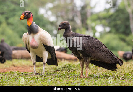 King Vulture, nourrir les oiseaux immatures sur sol, Laguna de Lagarto, le Costa Rica 30 Mars 2019 Banque D'Images