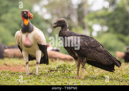 King Vulture, nourrir les oiseaux immatures sur sol, Laguna de Lagarto, le Costa Rica 30 Mars 2019 Banque D'Images