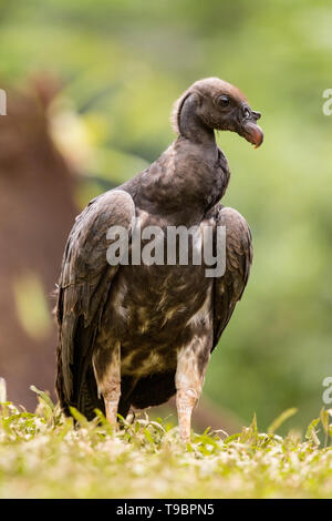 King Vulture, nourrir les oiseaux immatures sur sol, Laguna de Lagarto, le Costa Rica 30 Mars 2019 Banque D'Images