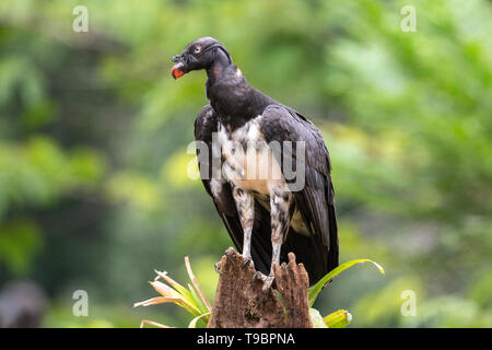 King Vulture, nourrir les oiseaux immatures sur sol, Laguna de Lagarto, le Costa Rica 30 Mars 2019 Banque D'Images